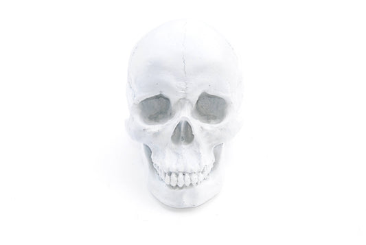 Large Human Anatomy - Table Top Skeleton Head- White